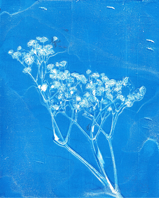 Baby's Breath of Spring